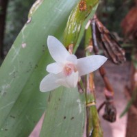 Dendrobium macraei Lindl.